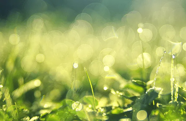 Blurry image of a dandelion.